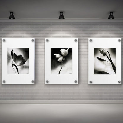 LuxuryStroke's Flower Artwork Black And White, Acrylic Floral Paintingand Flowers Abstract - Botanical Art -Set Of 3 Monochrome Botanical Paintings